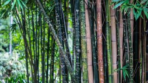 bamboo