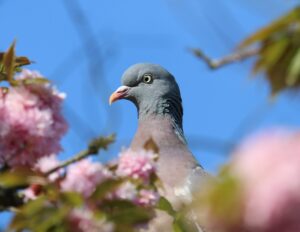 improbable pigeon